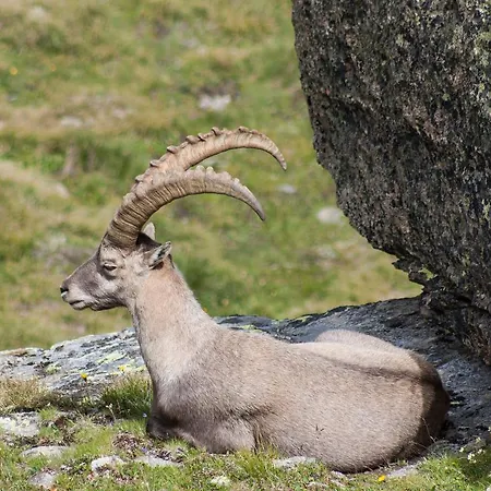 Dorfblick Saas-Fee